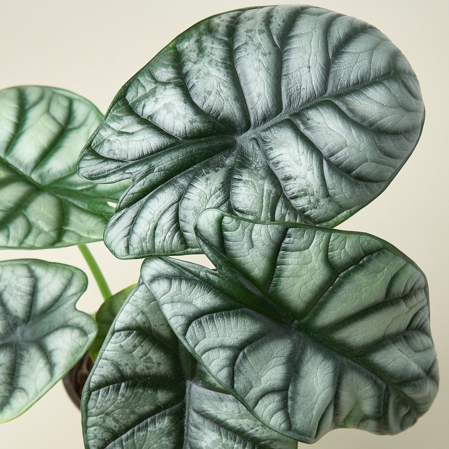 Alocasia Silver Dragon Care Guide - Ethereal Company
