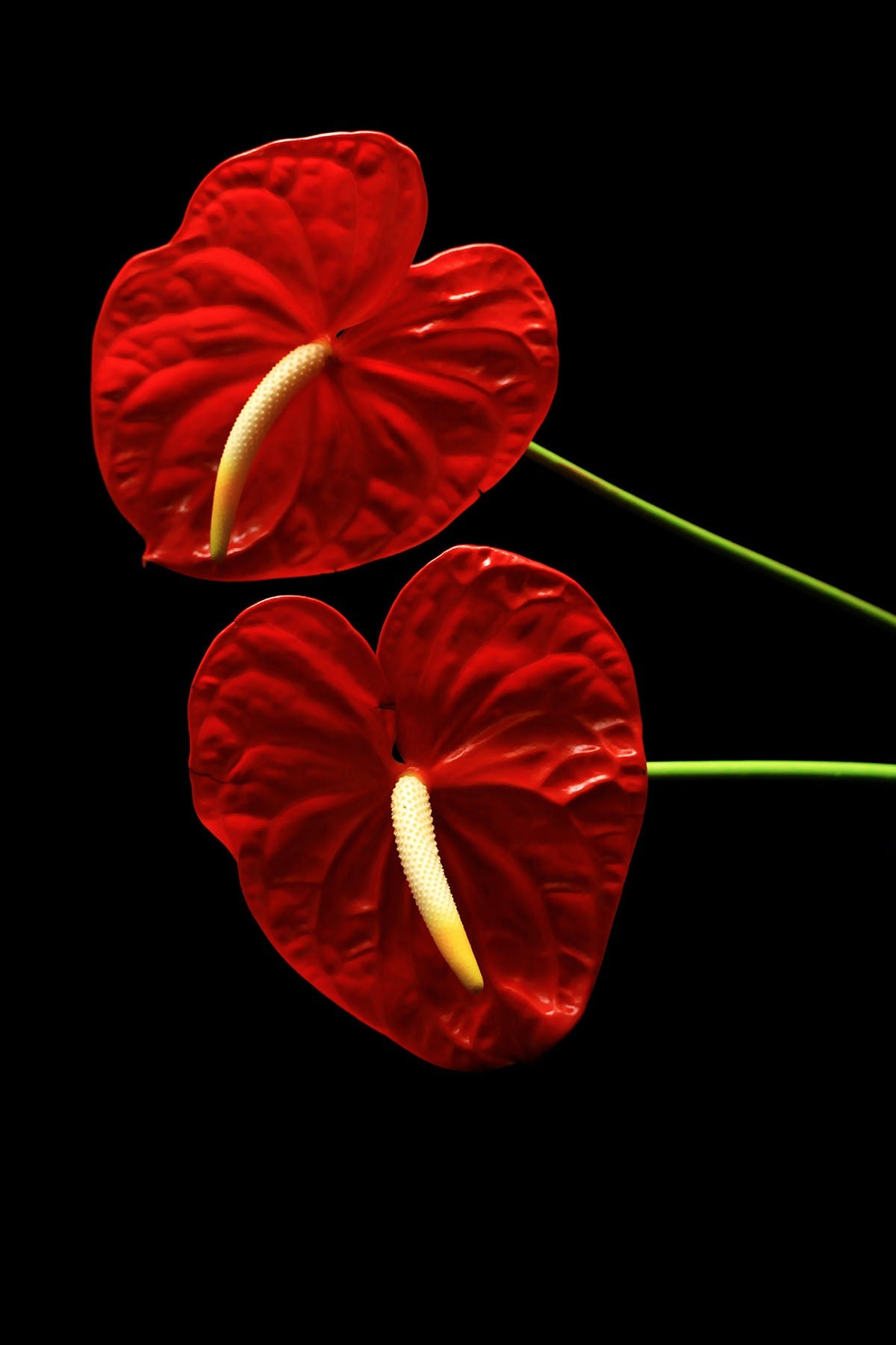 Anthurium Colors: A Vibrant Palette of Nature's Beauty - Ethereal Company