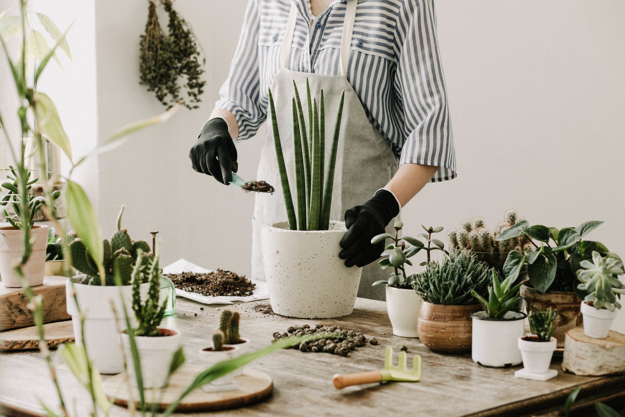 Beginner Plant Parents - Ethereal Company