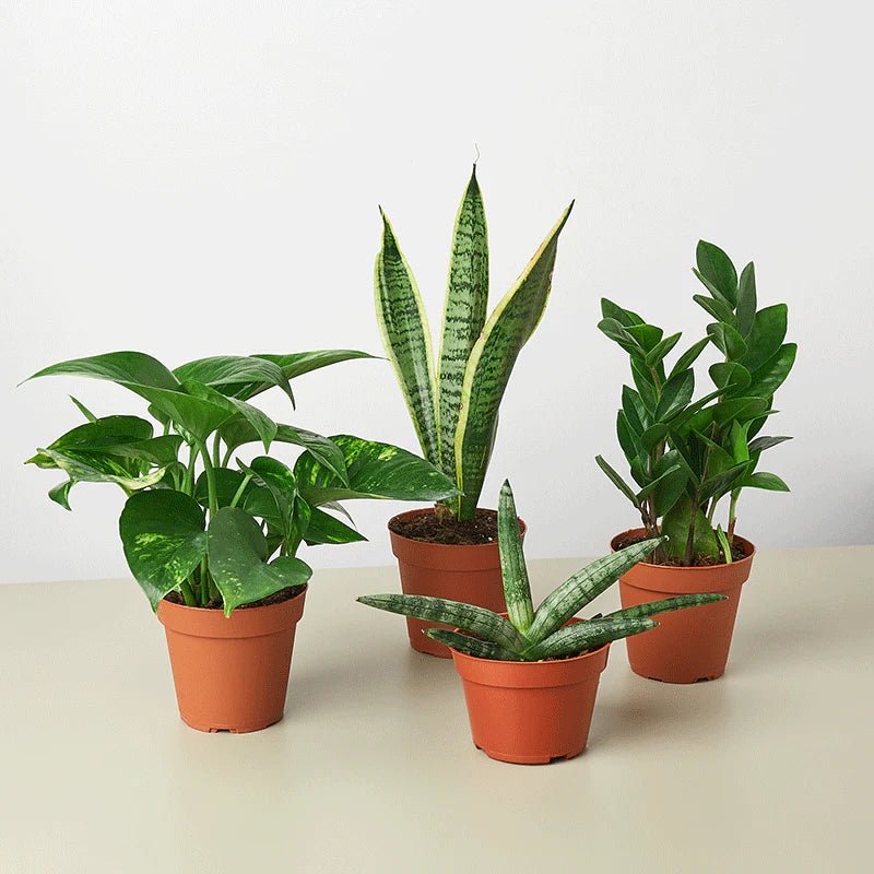 Choosing the Right Plant Bundle for Your Home - Ethereal Company