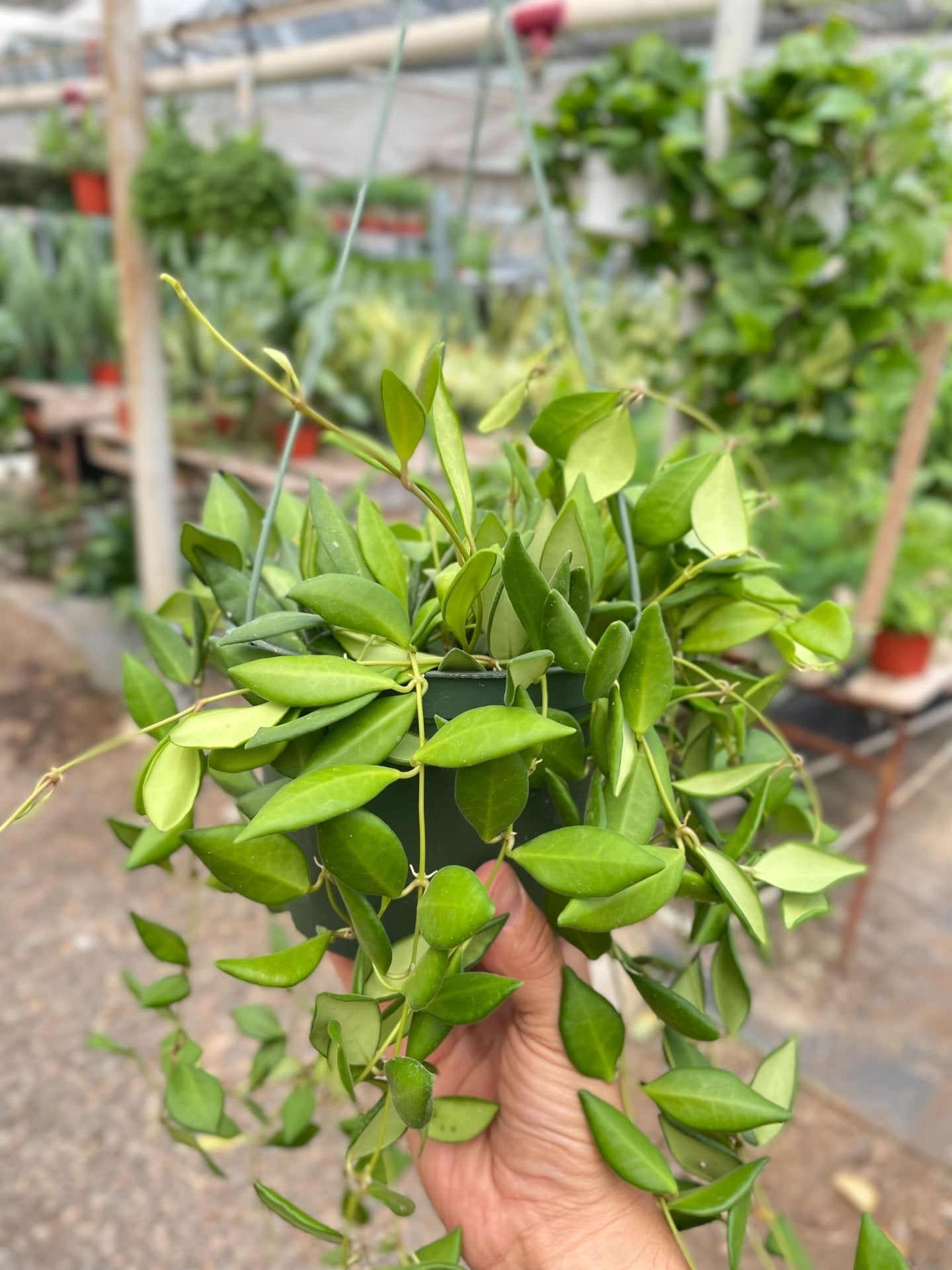 Hoya Burtoniae Care 101: Expert Care Tips for a Lush and Healthy Plant - Ethereal Company