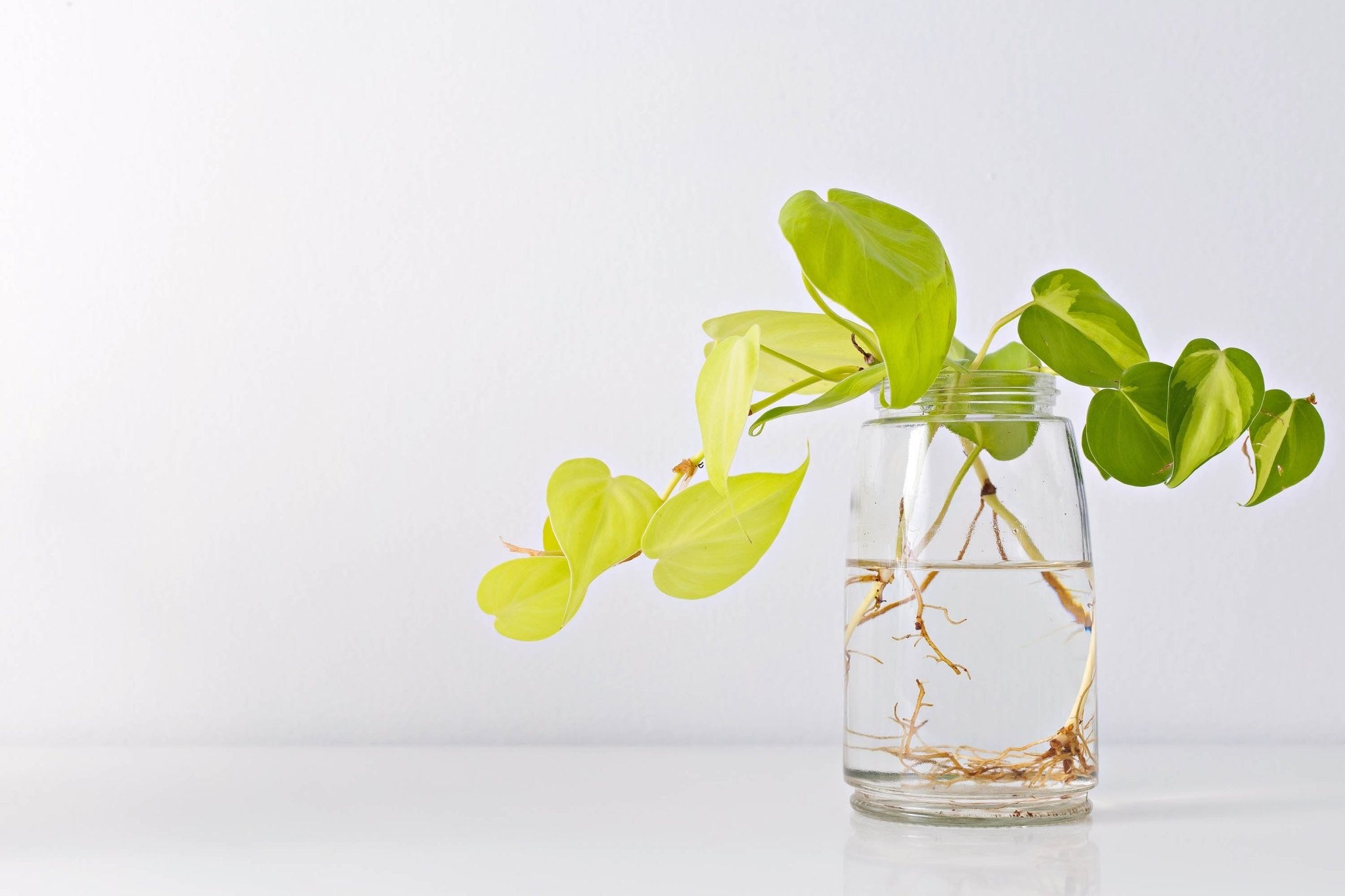 Making Plant Babies 101 - Ethereal Company