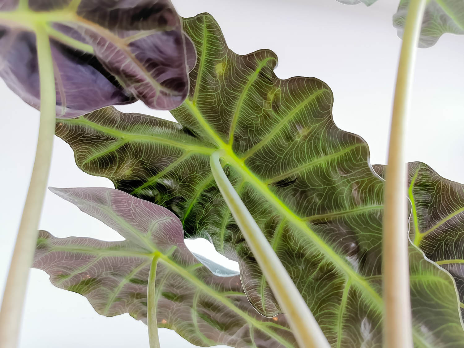 Plant Care Alocasia - Ethereal Company