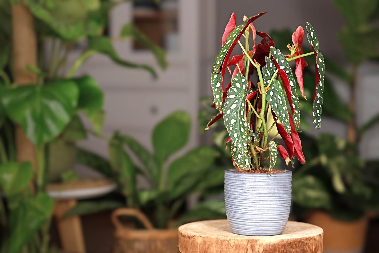 Plant Care Begonia - Ethereal Company