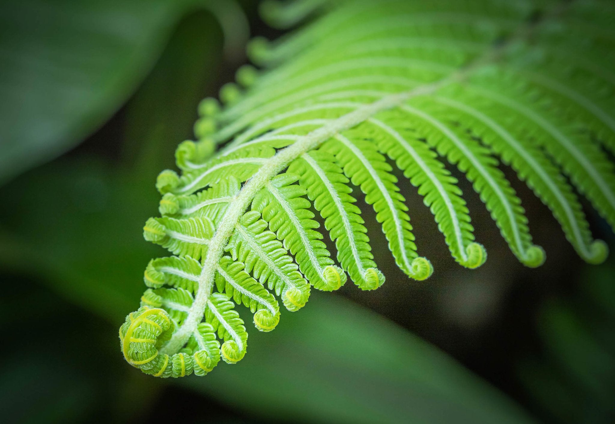 Plant Care Ferns - Ethereal Company