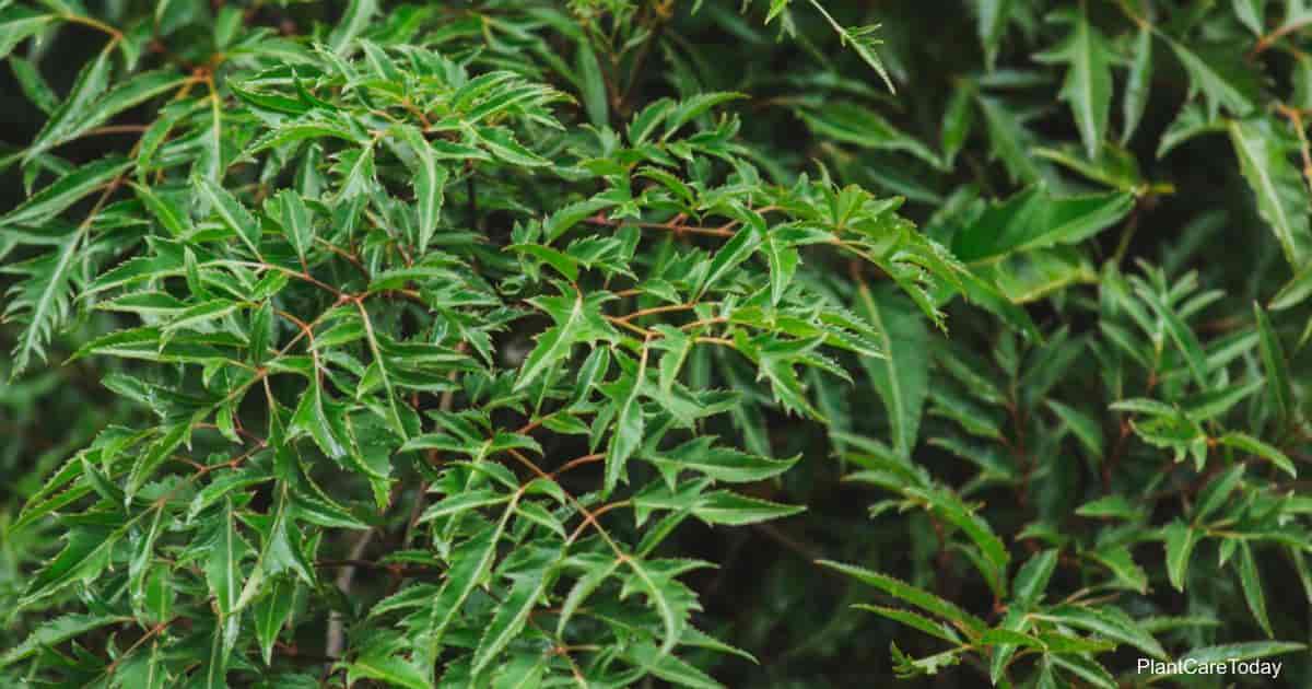 Plant Care Ming Aralia - Ethereal Company