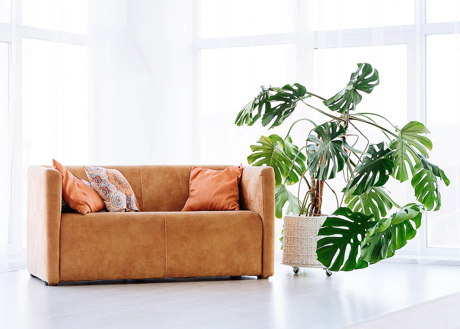 Plant Care Monstera deliciosa - Ethereal Company