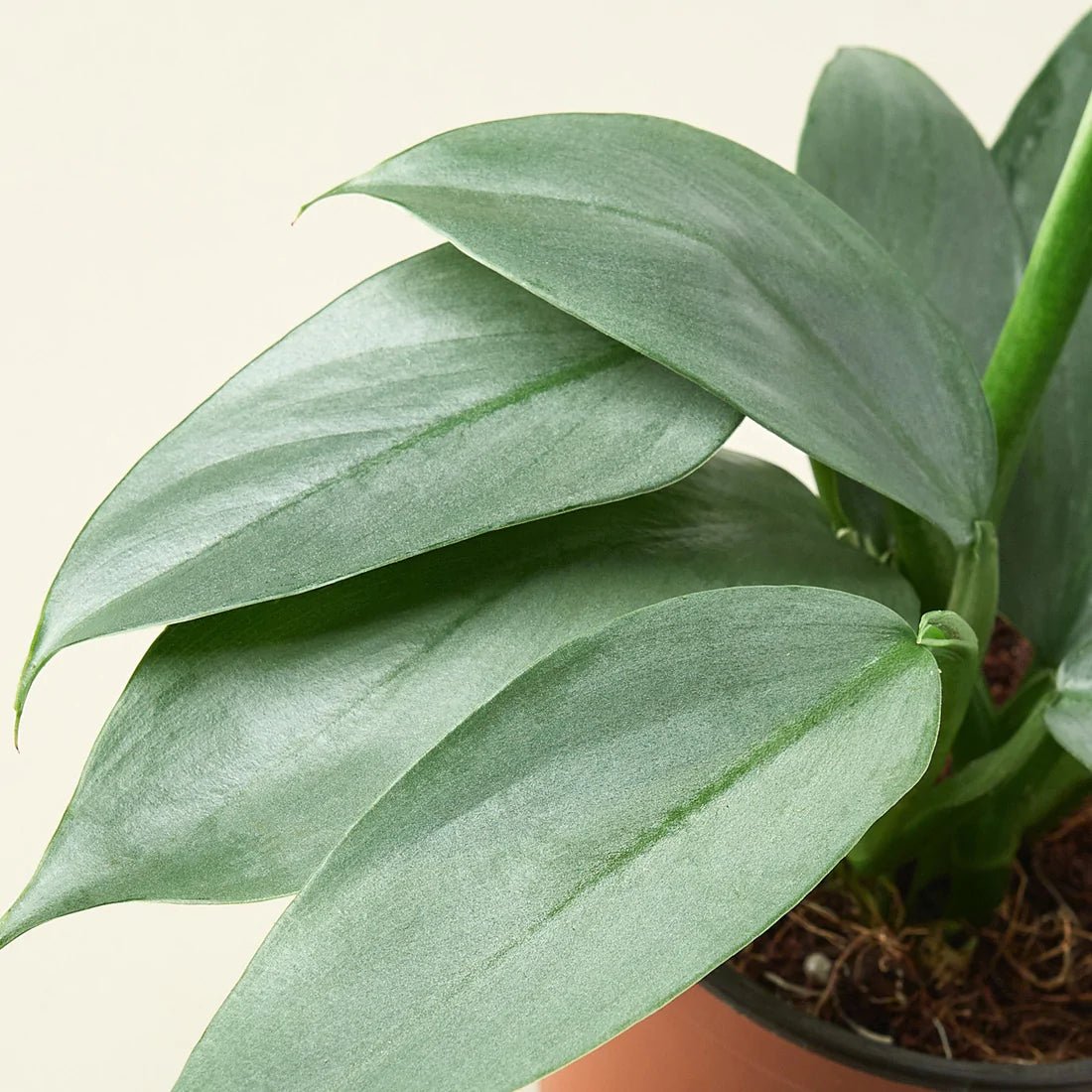 Plant Care Philodendron - Ethereal Company
