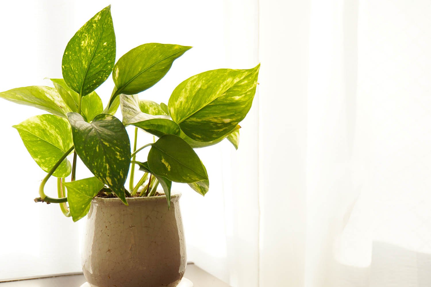Plant Care Pothos– Epipremnum aureum - Ethereal Company