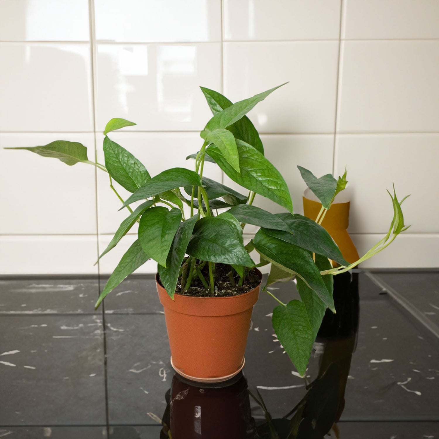 Pothos 'Cebu Blue' Plant Care Guide: The Ultimate Green Companion - Ethereal Company