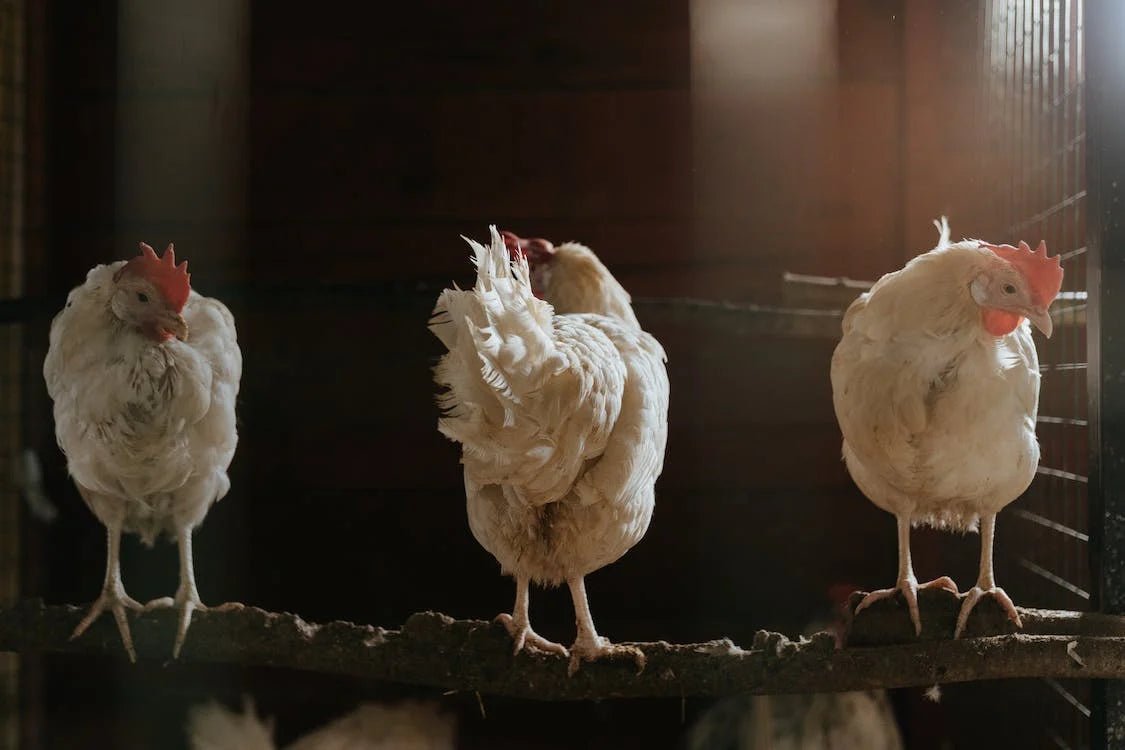 The Essential Guide to Monetizing Your Homestead Chickens - Ethereal Company