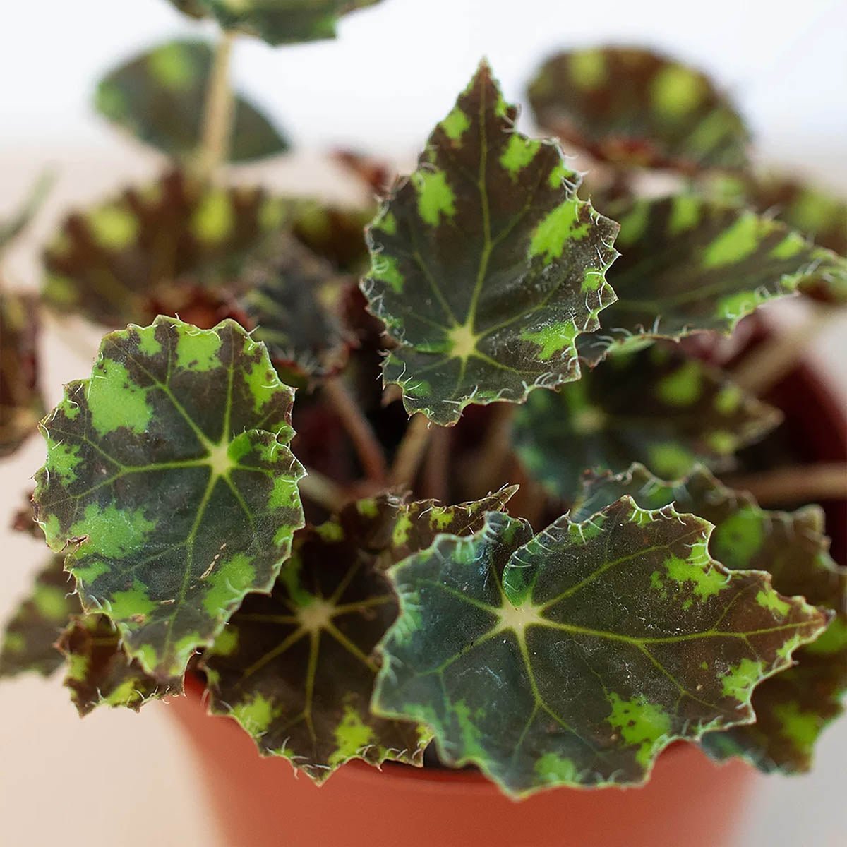 Ultimate Begonia Tiger Paw Care Guide 2023 - Ethereal Company