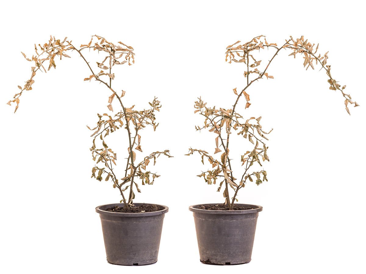 Why Is My Plant Dying? - Ethereal Company