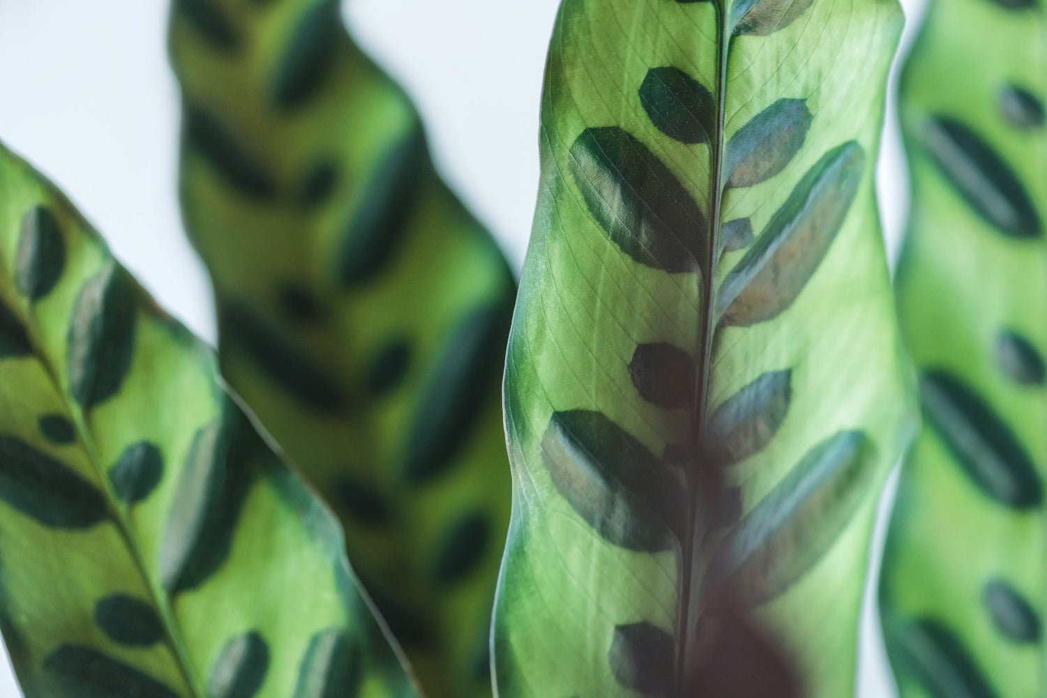 Why Should I Get A Calathea? - Ethereal Company