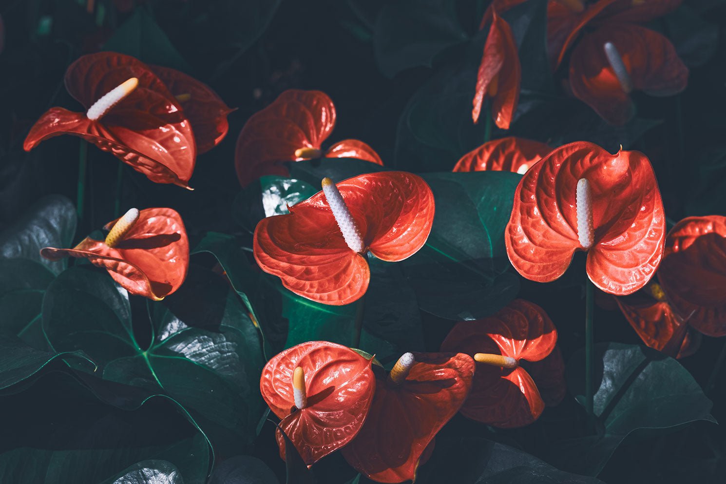 Anthurium - Ethereal Company