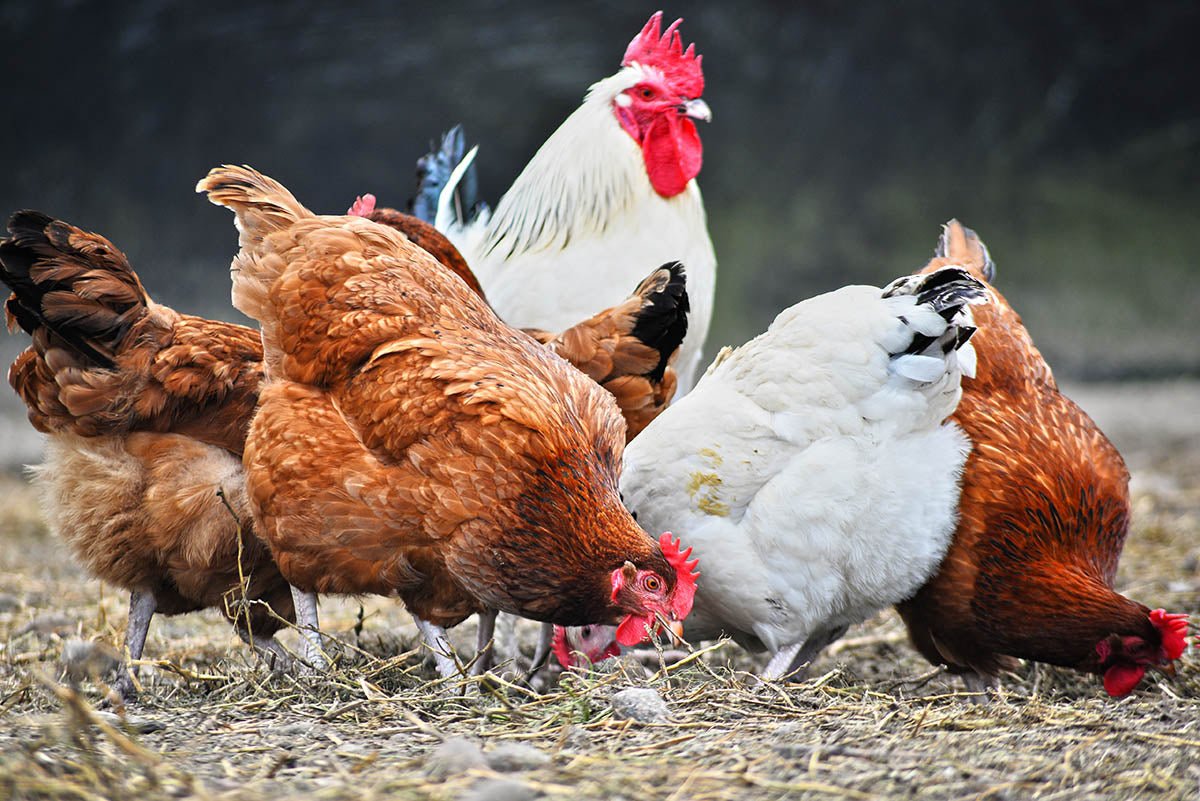 Chicken Coops & Cages - Ethereal Company