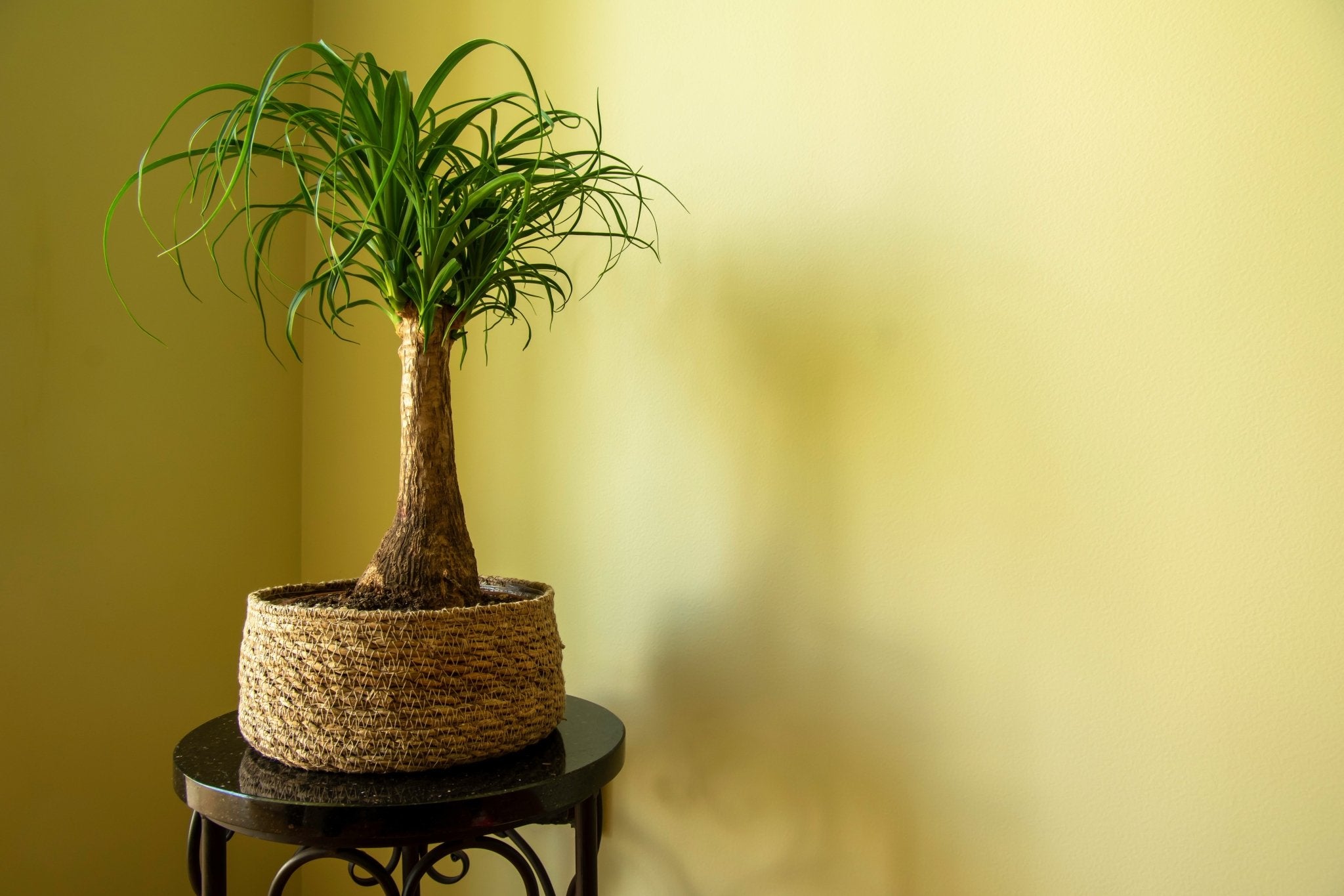 Large Plants - Ethereal Company