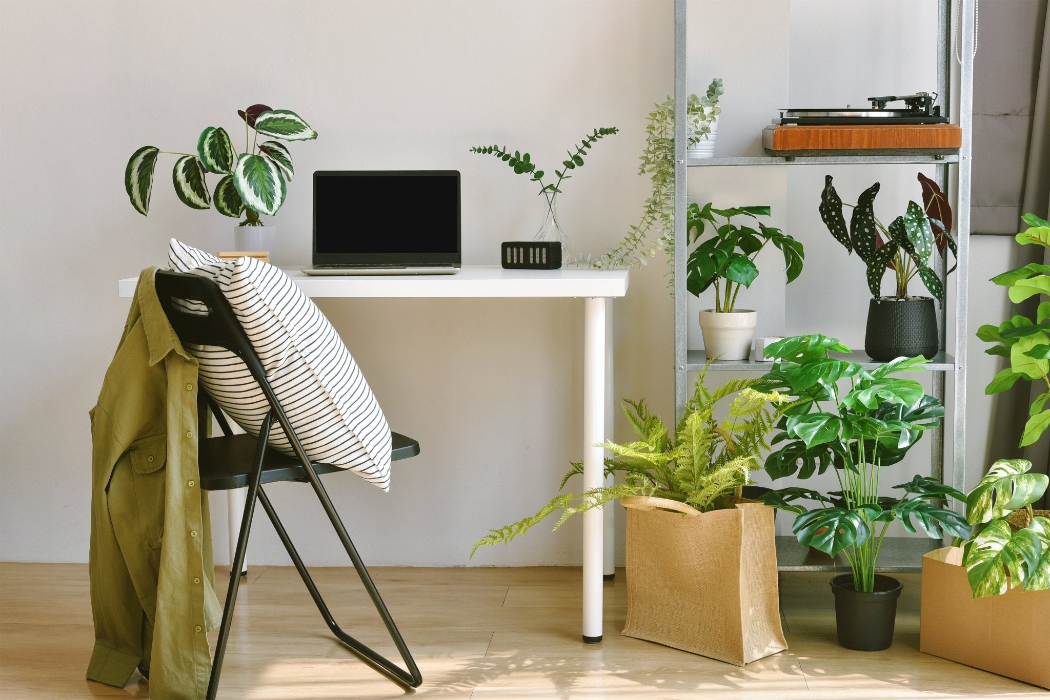 Office Plants - Ethereal Company