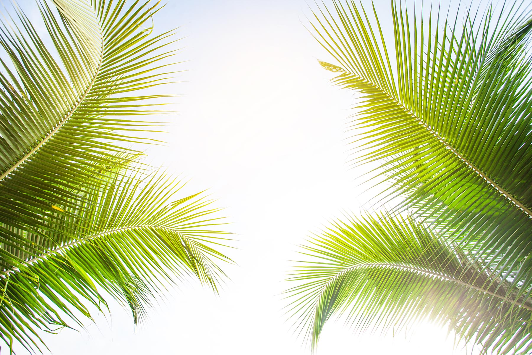 Palm - Ethereal Company