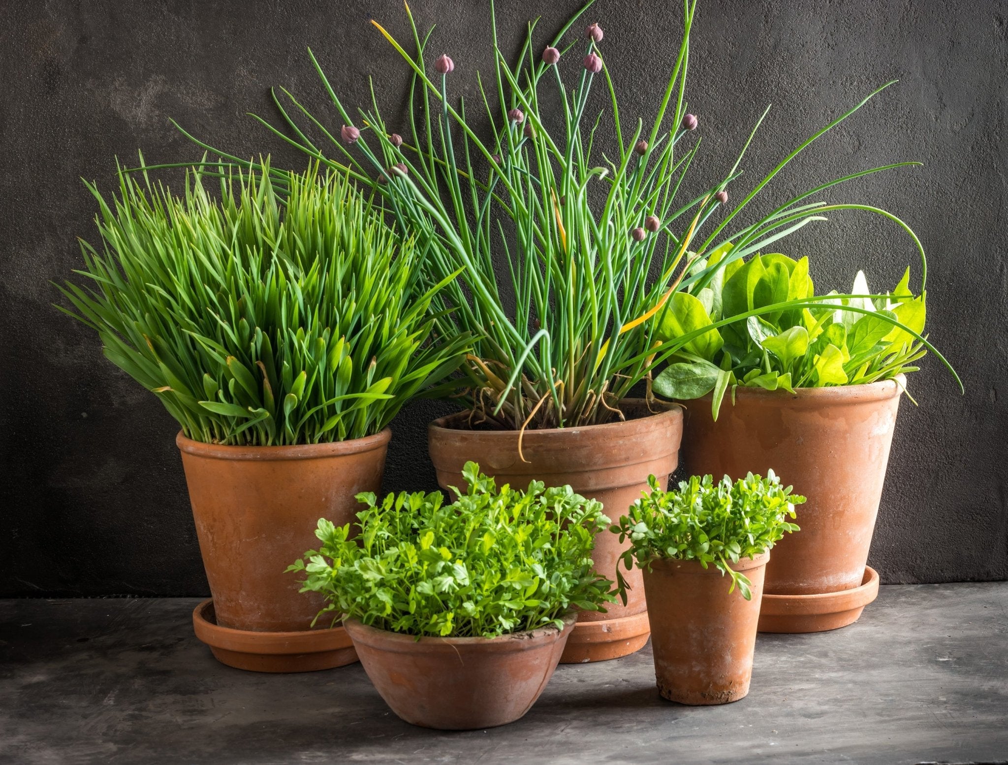 Pre-Potted Plants - Ethereal Company