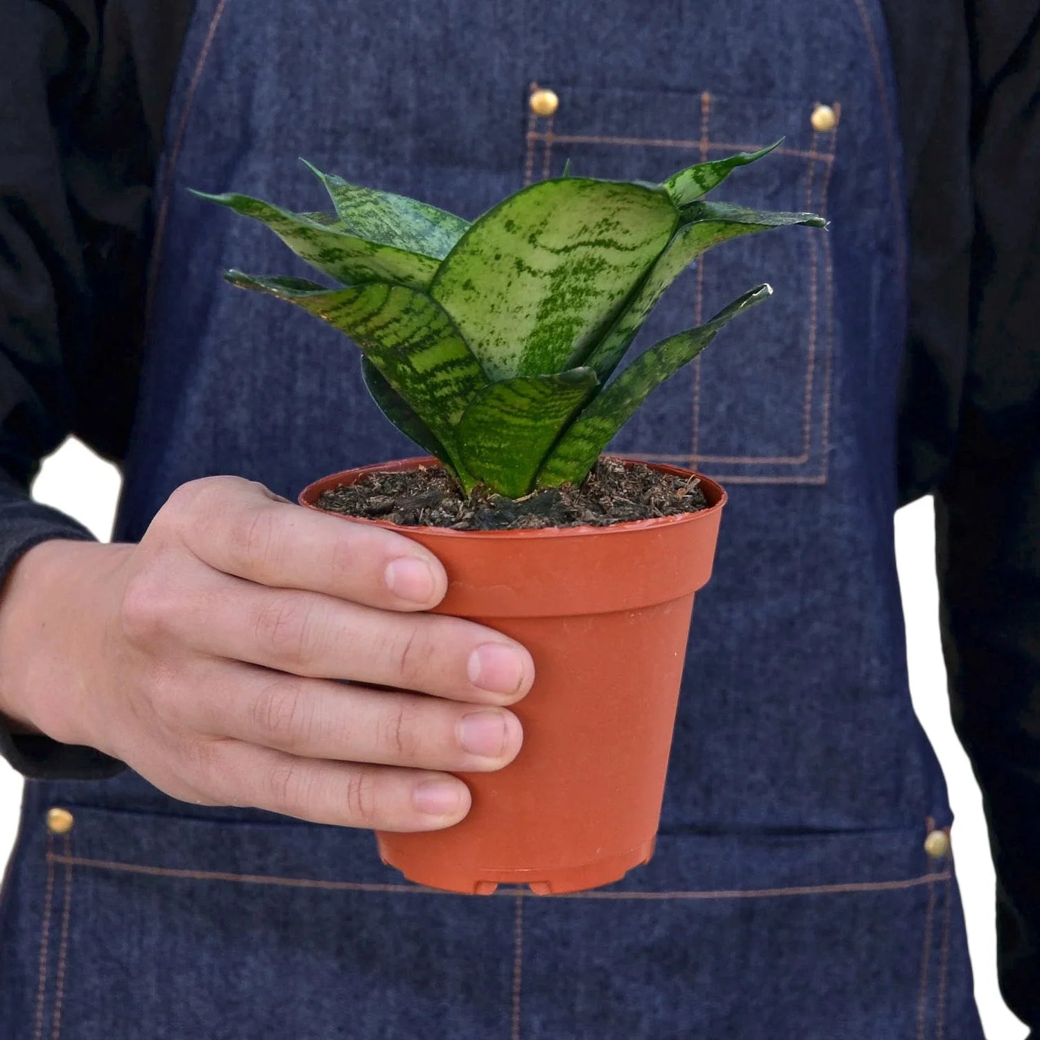 Snake Plant Black Robusta - Ethereal CompanyIndoor Plants