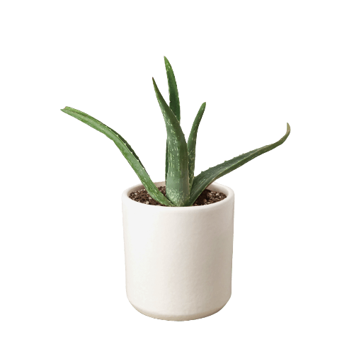Aloe Vera - Ethereal Company