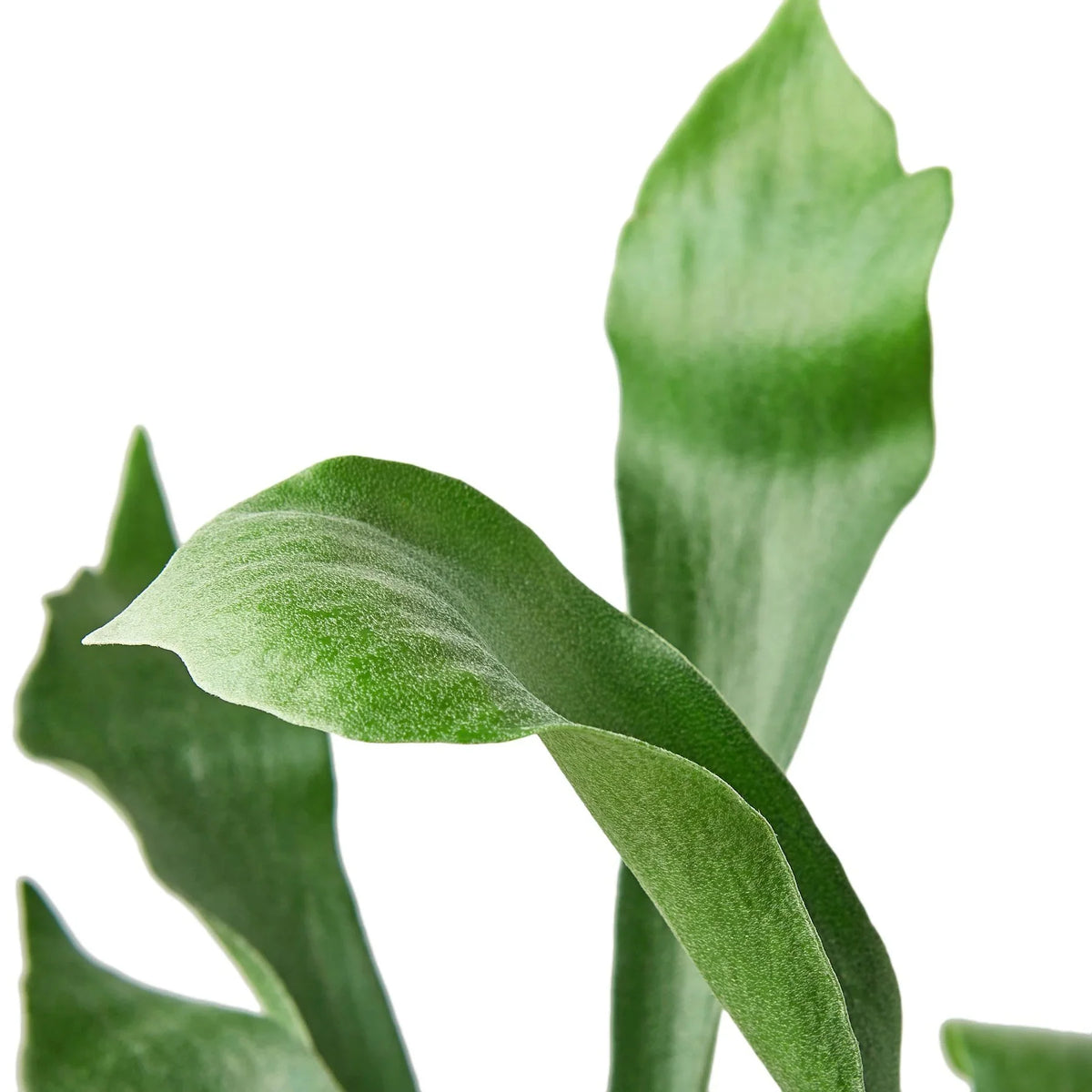 Staghorn Fern - Ethereal Company-Indoor Plants