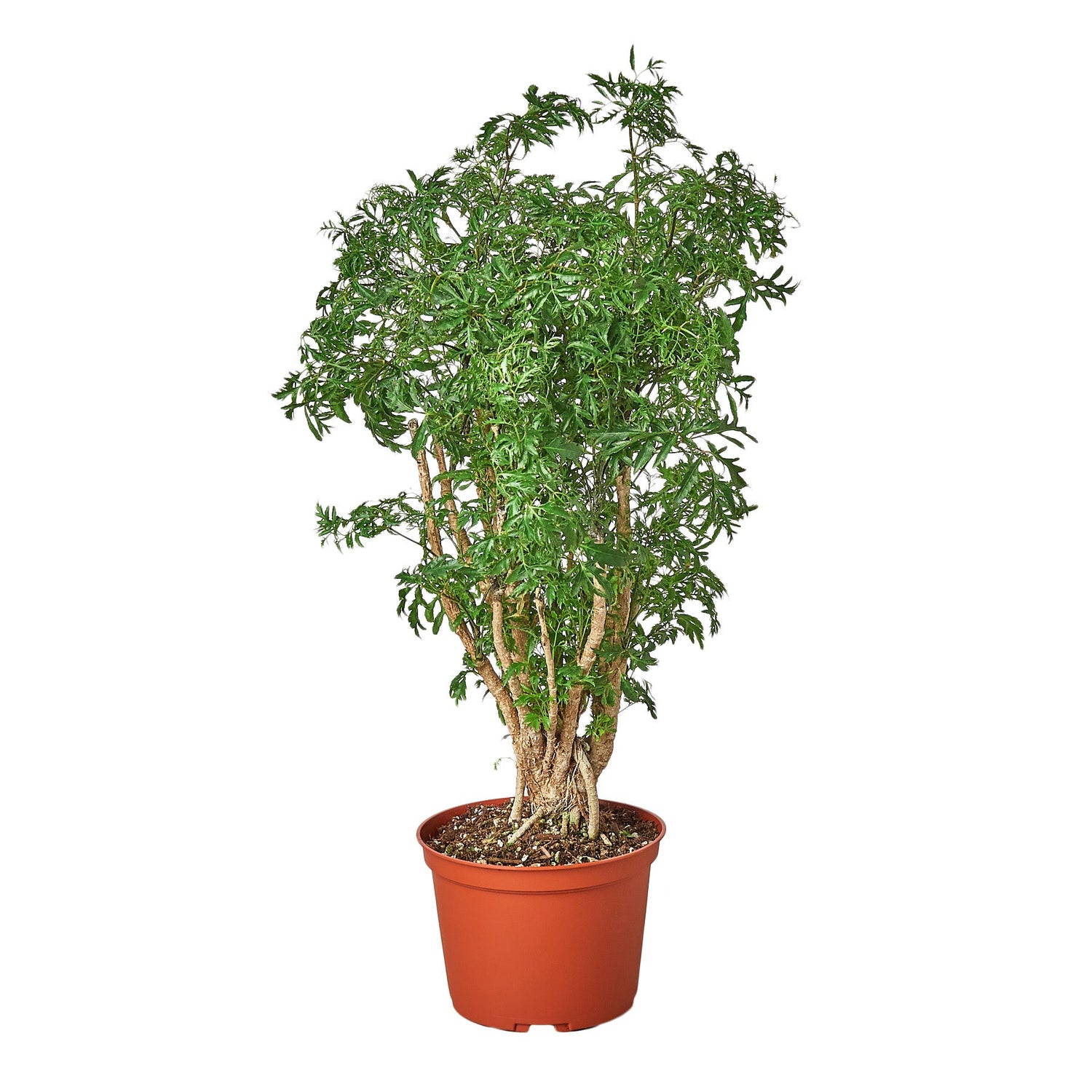 Aralia Ming Stump Plant - Ethereal Company-Default
