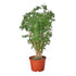 Aralia Ming Stump Plant - Ethereal Company-Default