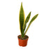 Snake Plant Laurentii - Ethereal Company4" Plant