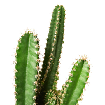 Fairy Castle Cactus - Ethereal Company-Succulent