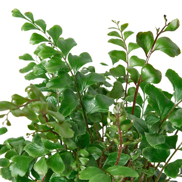 Mahogany Fern - Ethereal Company-Indoor Plants