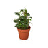 English Ivy &