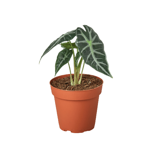 Alocasia Amazonica &