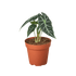 Alocasia Amazonica &