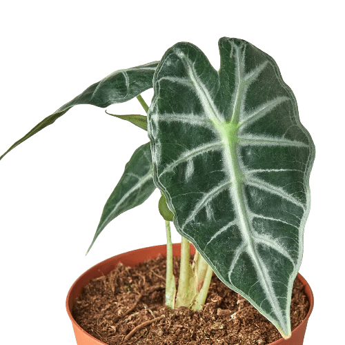Alocasia Amazonica &