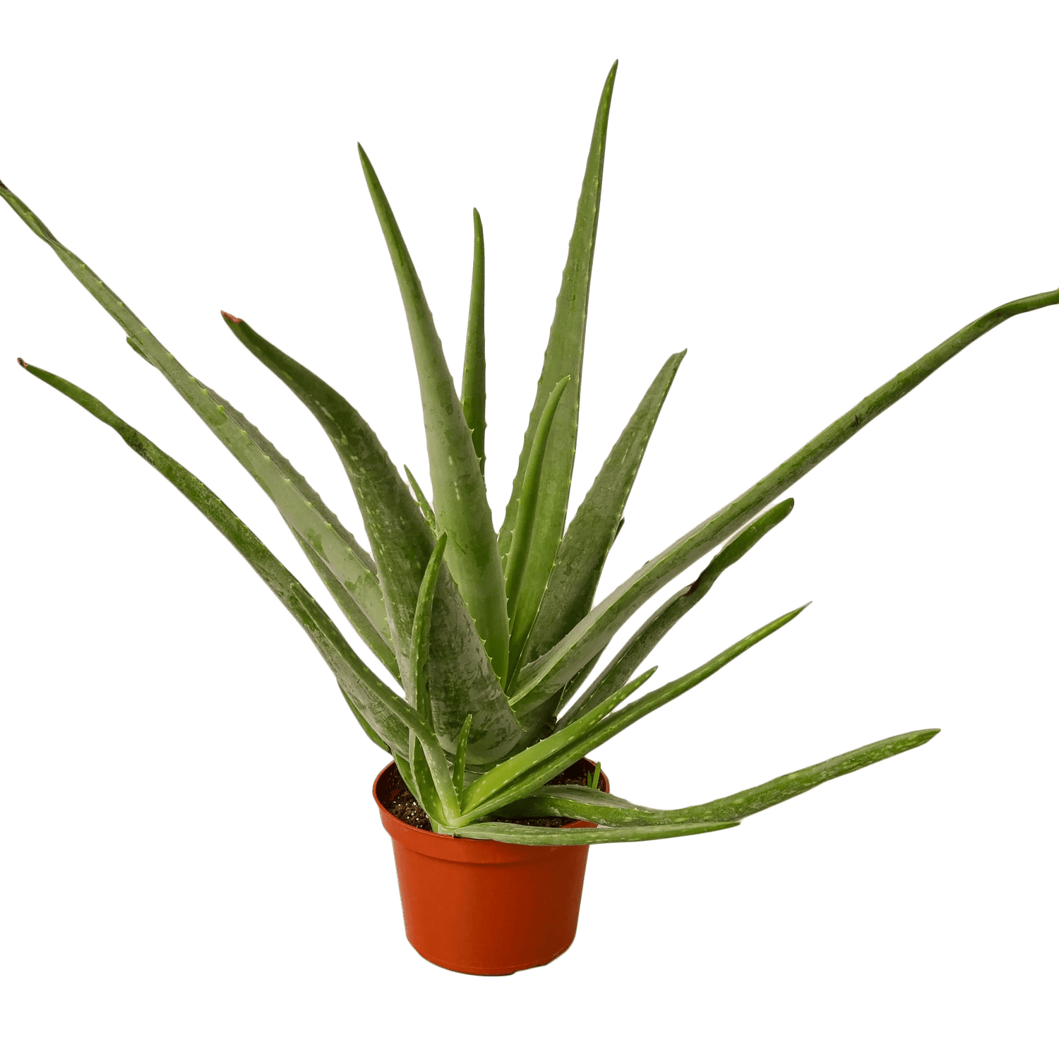 Aloe Vera - Ethereal Company