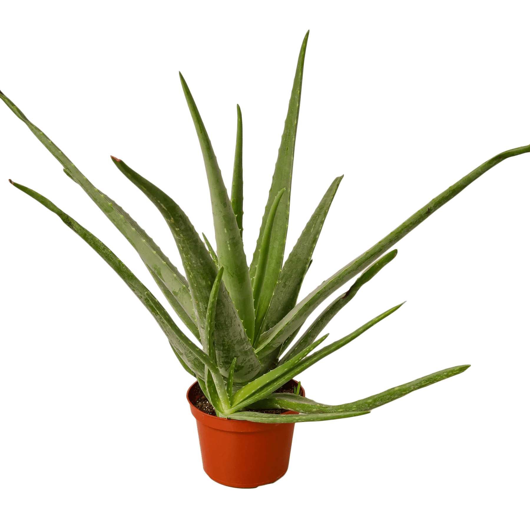 Aloe Vera - Ethereal Company