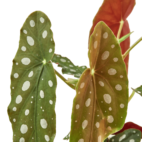 Begonia &