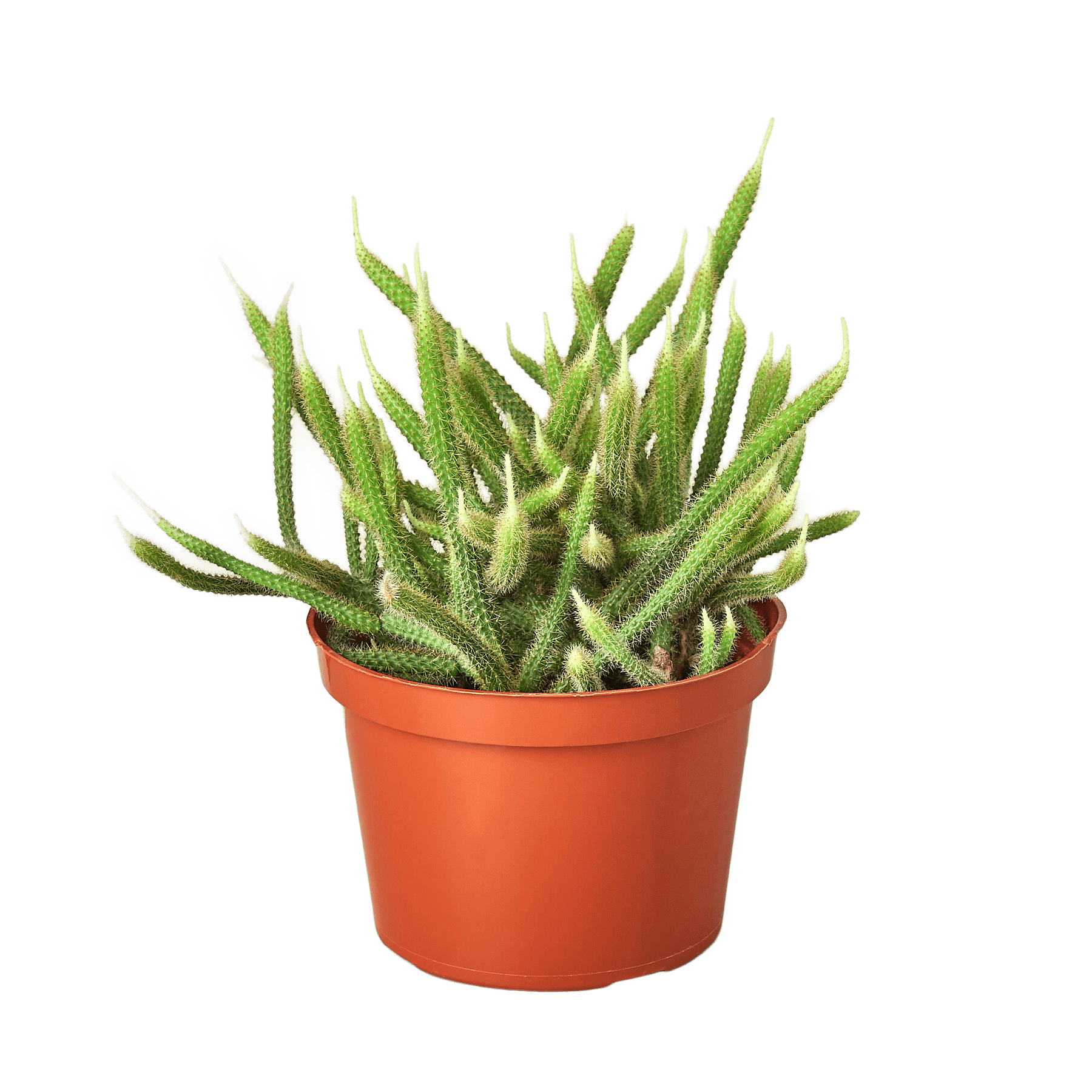 Rat Tail Cactus - Ethereal Company-Succulent