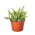 Rat Tail Cactus - Ethereal Company-Succulent