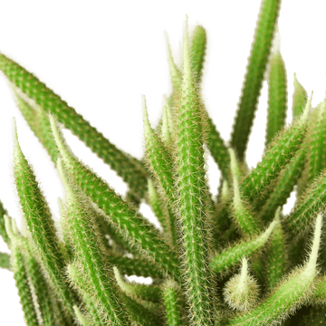 Rat Tail Cactus - Ethereal Company-Succulent