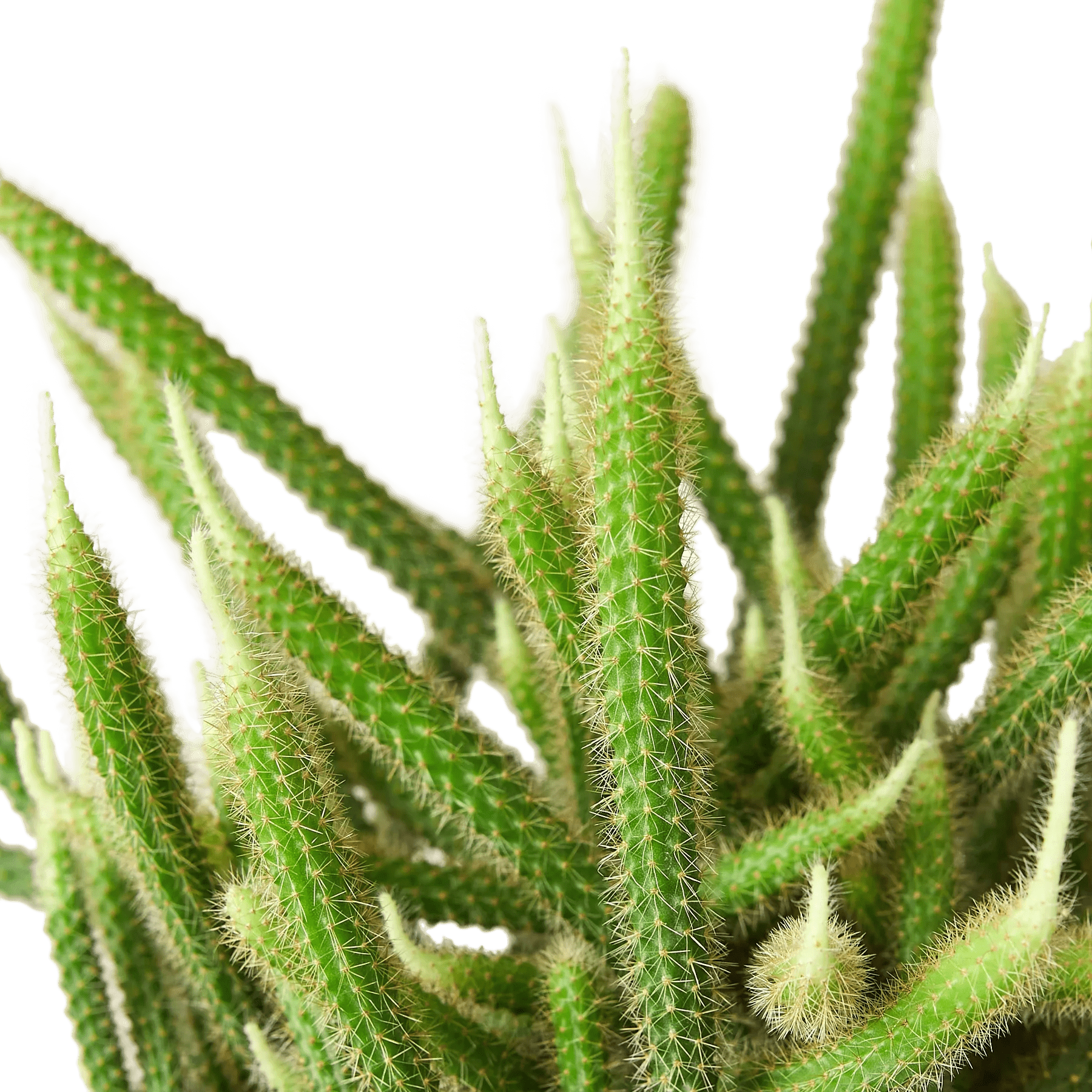 Rat Tail Cactus - Ethereal Company-Succulent