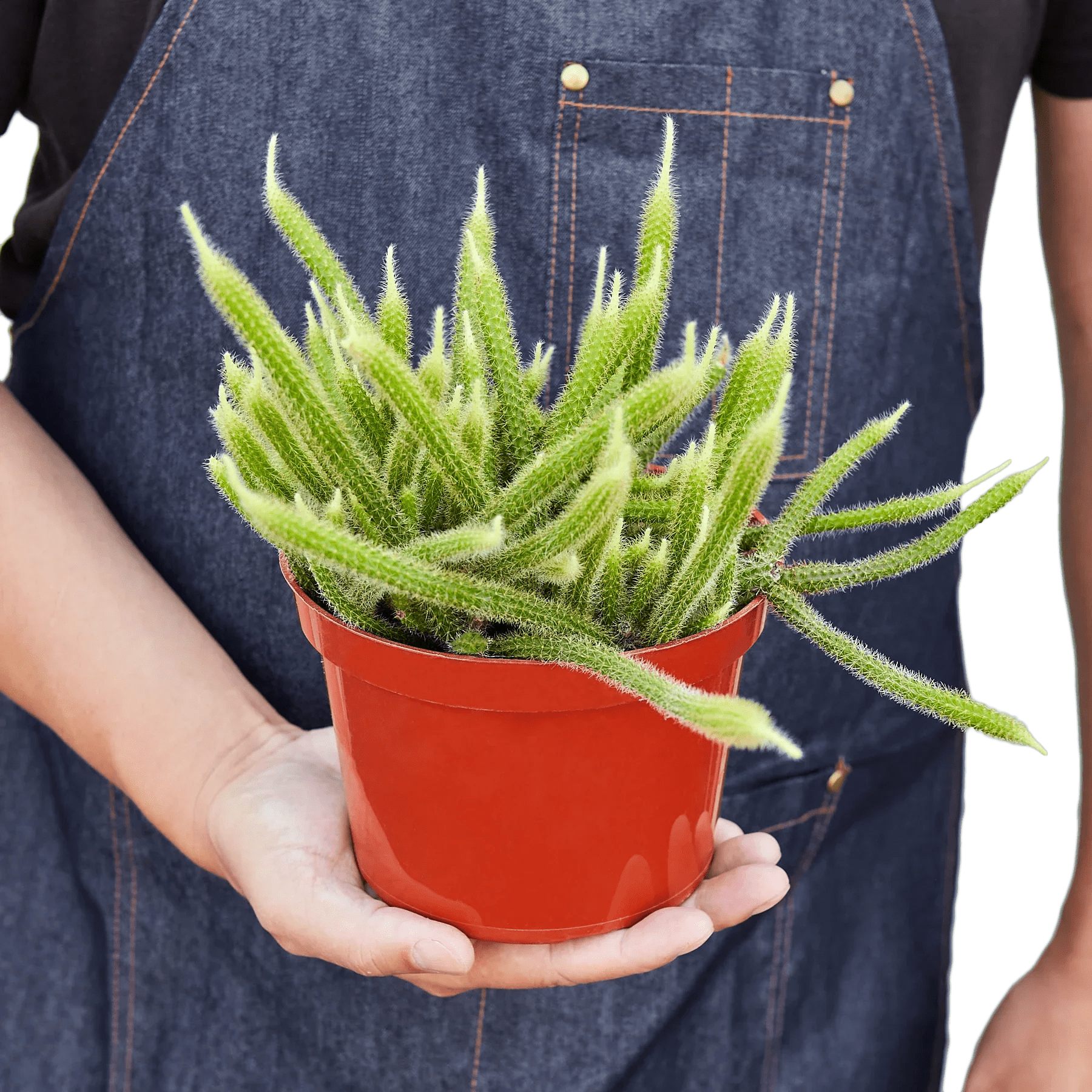 Rat Tail Cactus - Ethereal Company-Succulent