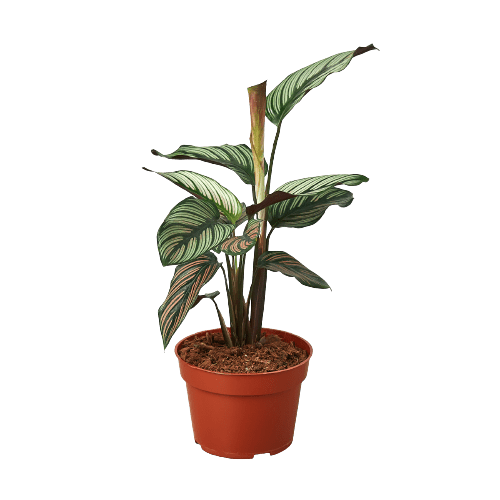 Calathea &