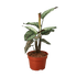 Calathea &