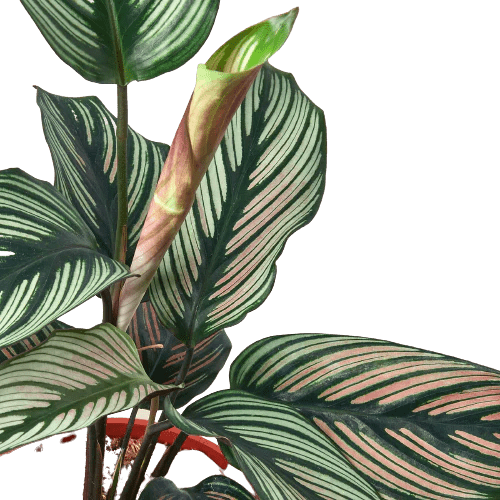 Calathea &