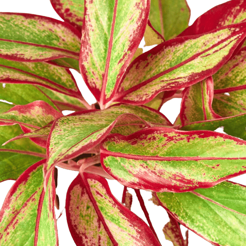 Chinese Evergreen &