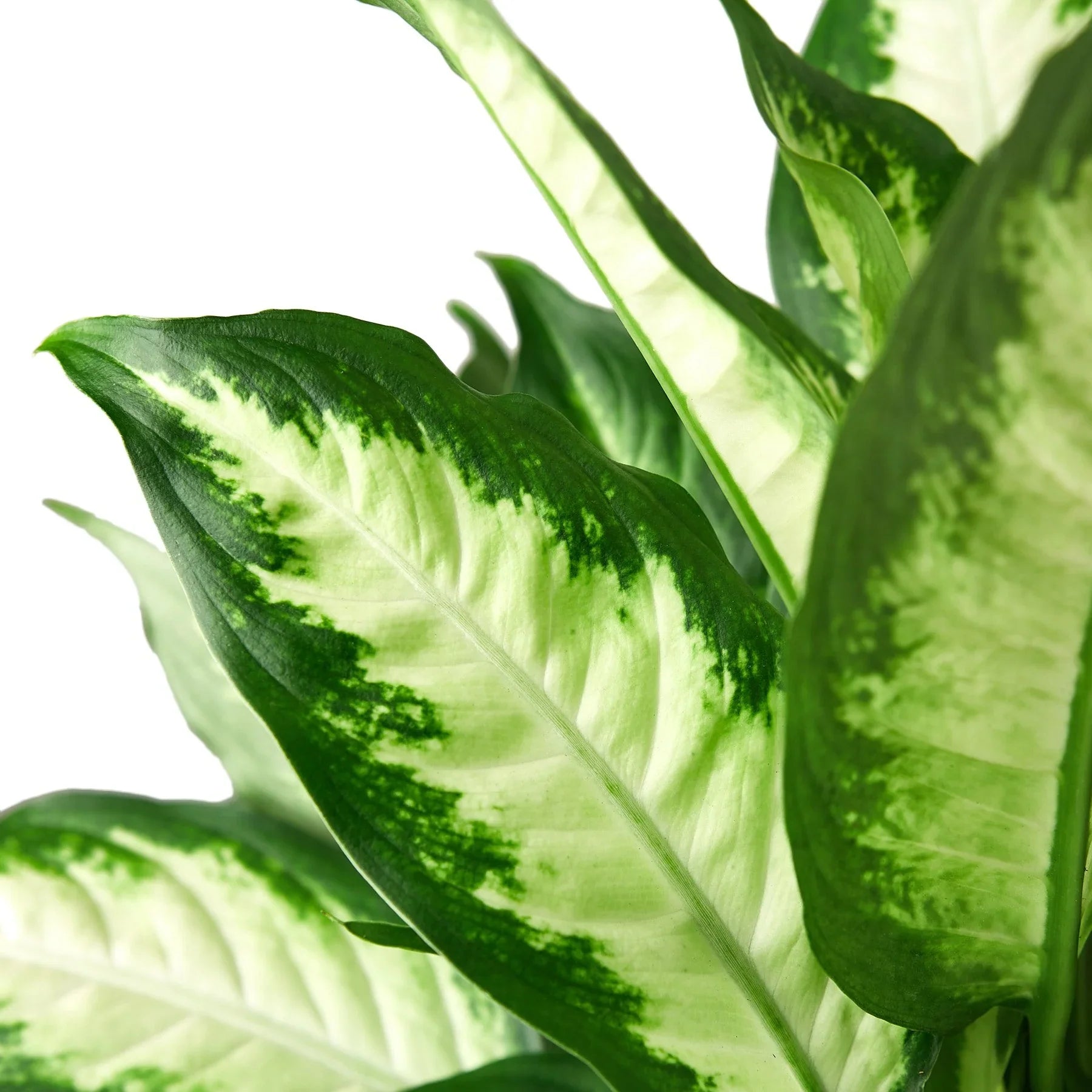 Dieffenbachia Camille - Ethereal Company-Indoor Plants