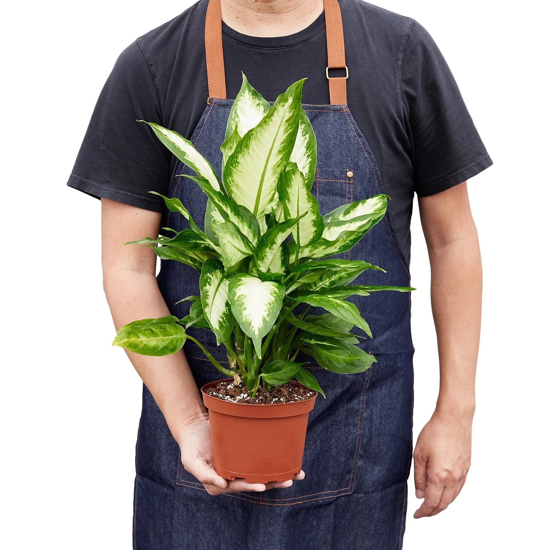 Dieffenbachia Camille - Ethereal Company-Indoor Plants